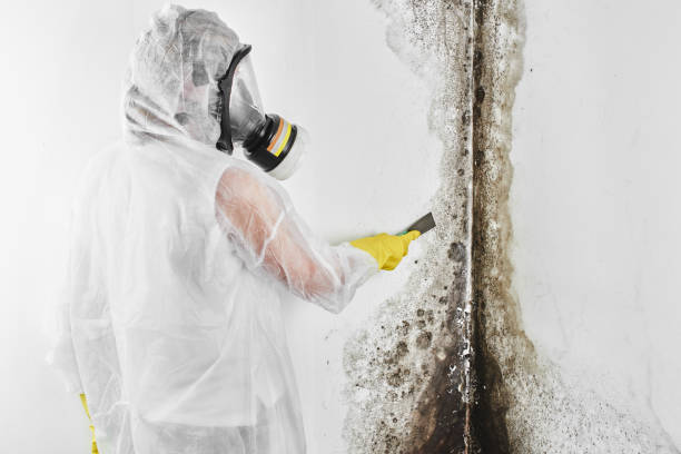 Best Commercial Mold Removal  in Goldsby, OK