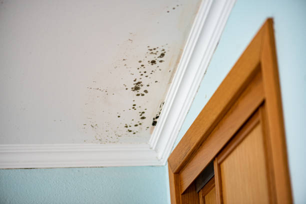 Mold Removal Process in Goldsby, OK