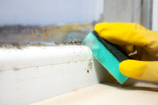 Best Local Mold Removal Service  in Goldsby, OK