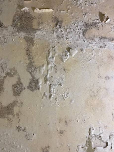Best Mold Removal Company Near Me  in Goldsby, OK