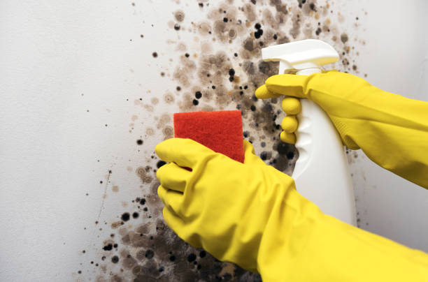 Attic Mold Removal in Goldsby, OK